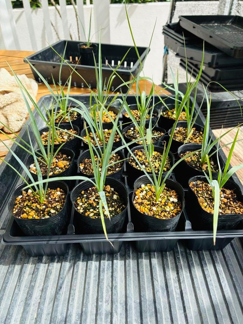 ユッカロストラータ 3苗 鉢のまま 8、16、32苗も ロストラータ1 ユッカ